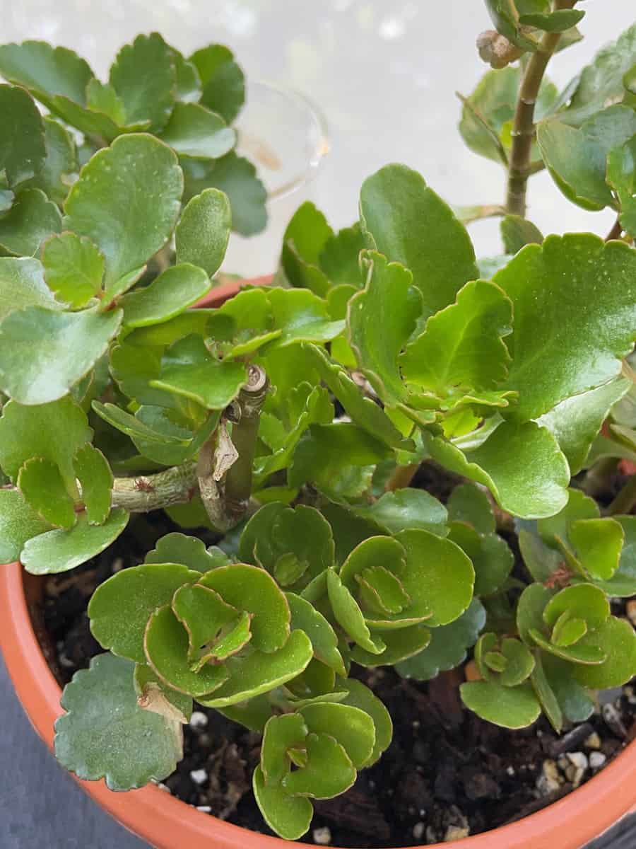 The Curious Case of Kalanchoe and Calandiva: What's the Difference ...