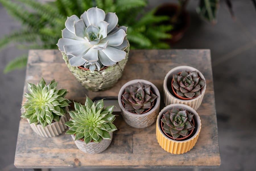 can humidity kill succulents