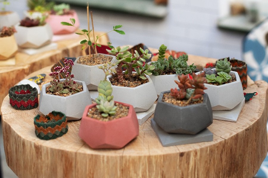 do succulents like humidity