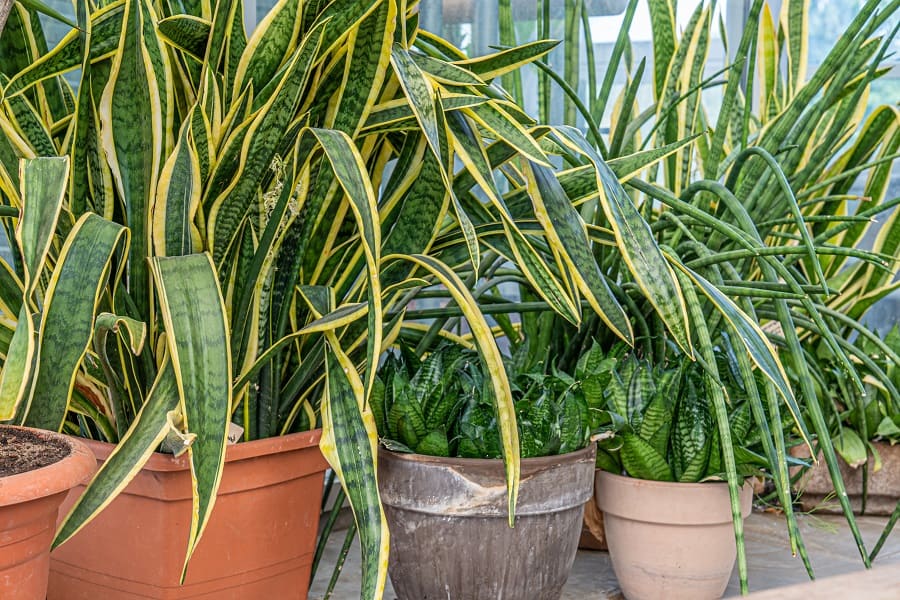 how to fix drooping snake plant