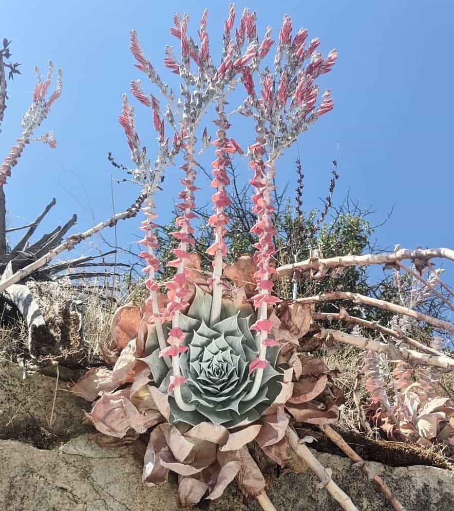 dudleya arizonica