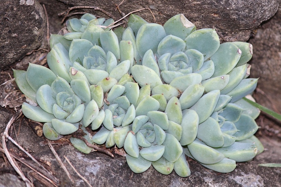 echeveria elegans