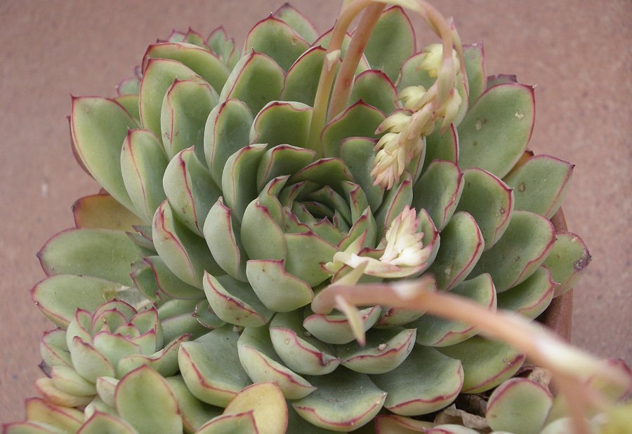 echeveria pulidonis