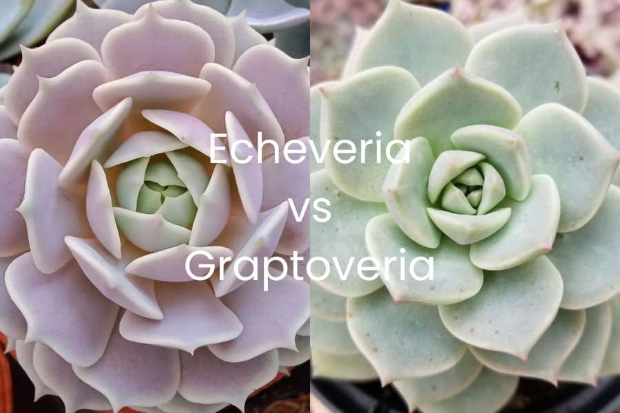 echeveria vs graptoveria