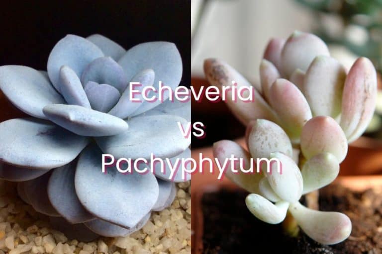 echeveria vs pachyphytum: 3 interesting differences and similarities