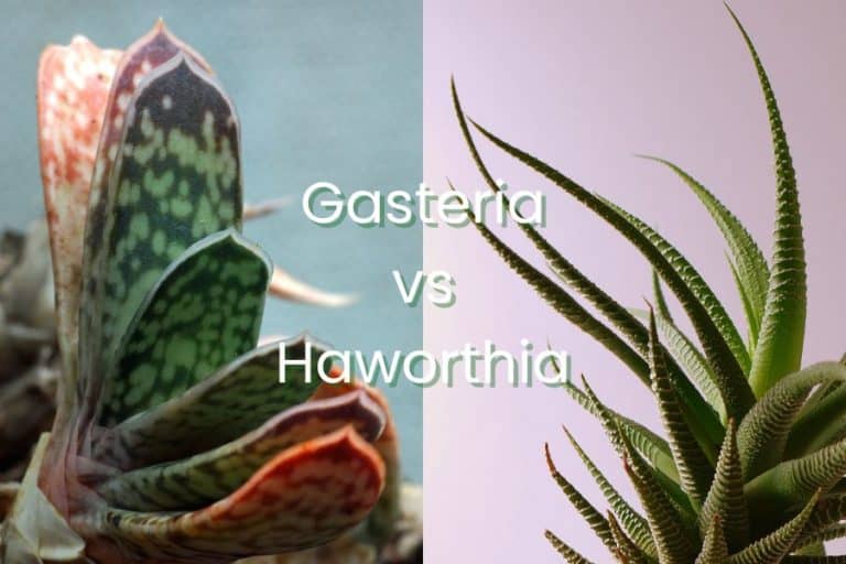 gasteria vs haworthia: 4 interesting differences and similarities