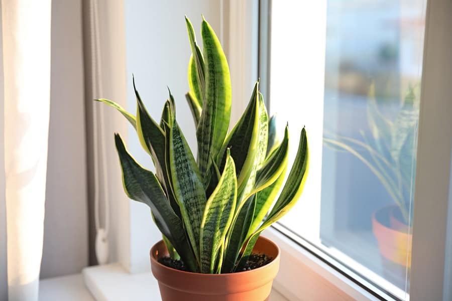 Snake plant growing straight