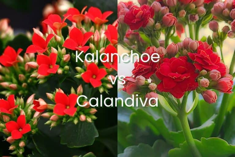 kalanchoe vs calandiva: 4 interesting differences and similarities