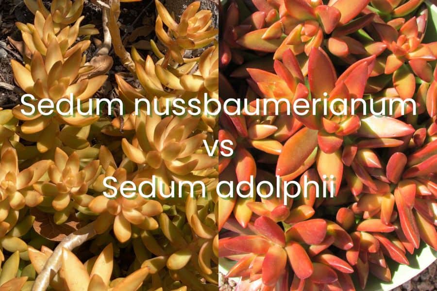 sedum nussbaumerianum vs sedum adolphii