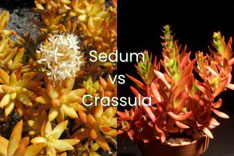 sedum vs crassula: 7 interesting differences and similarities