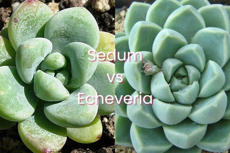 sedum vs echeveria: 4 interesting differences and similarities