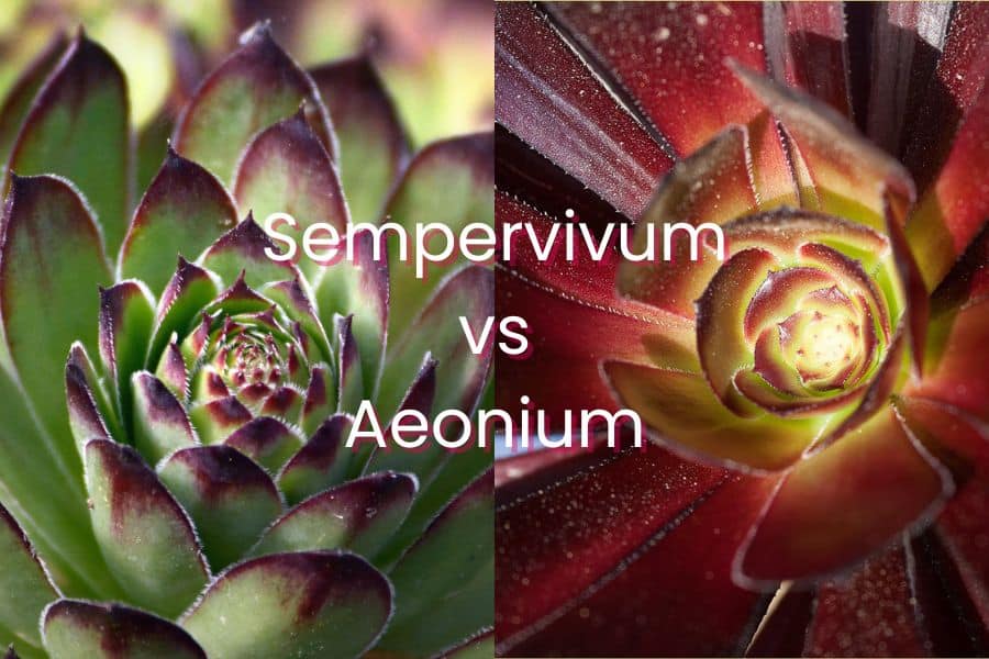 sempervivum vs aeonium