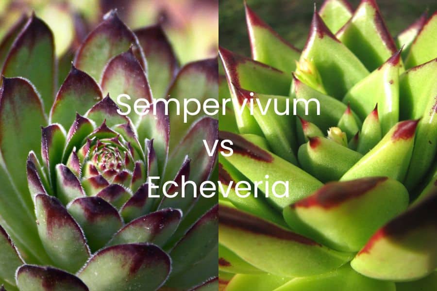 sempervivum vs echeveria