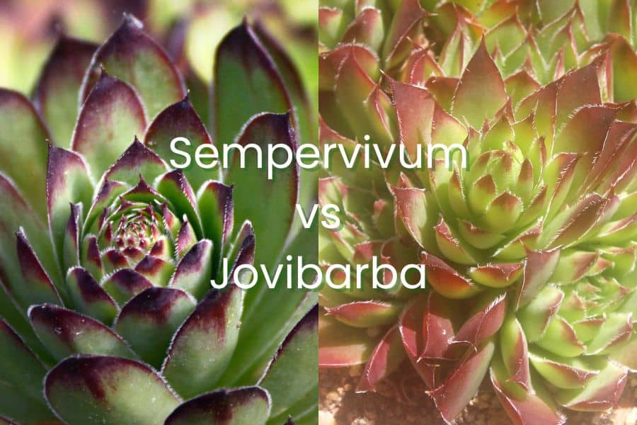 sempervivum vs jovibarba