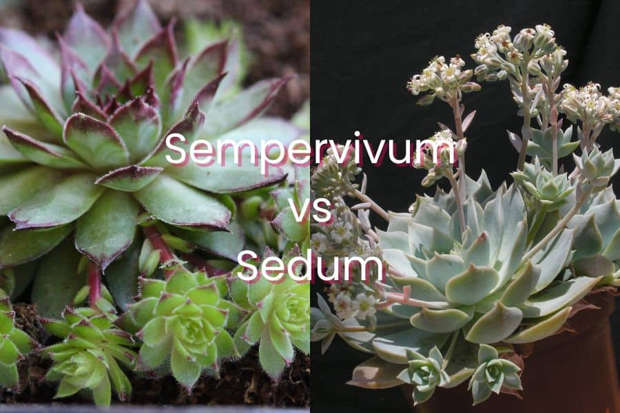 sempervivum vs sedum