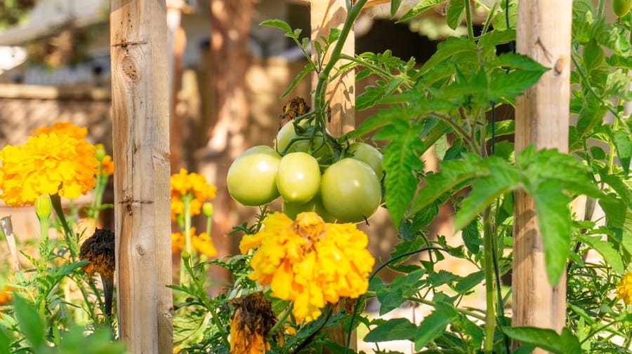 tips for companion planting