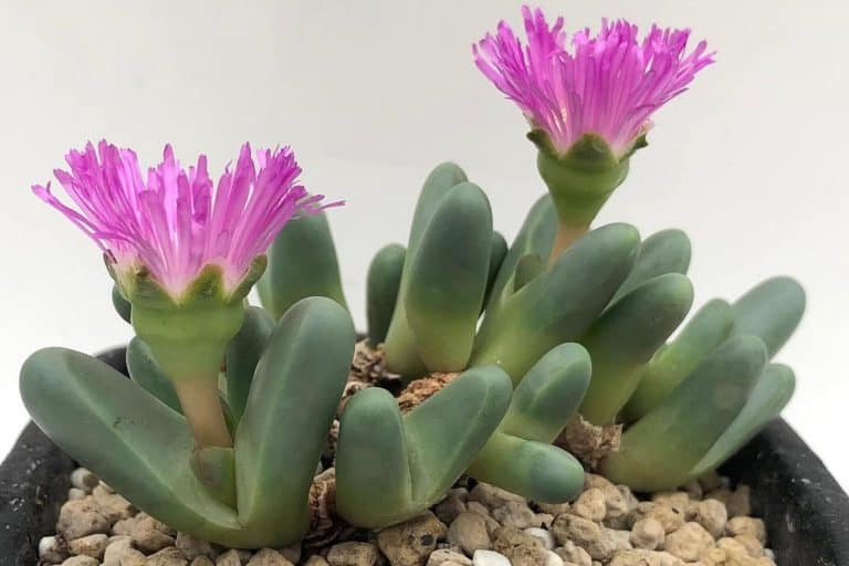 argyroderma fissum: care and propagation guide