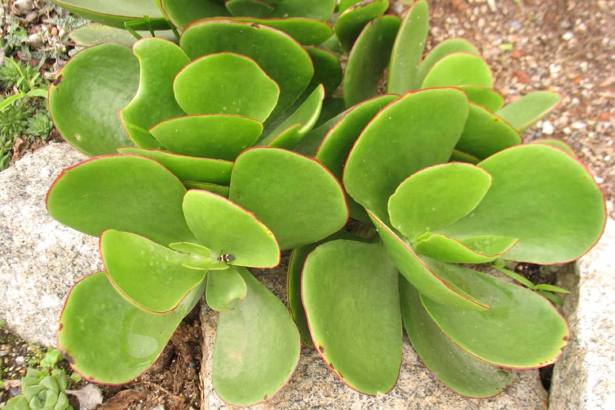 Cotyledon Macrantha