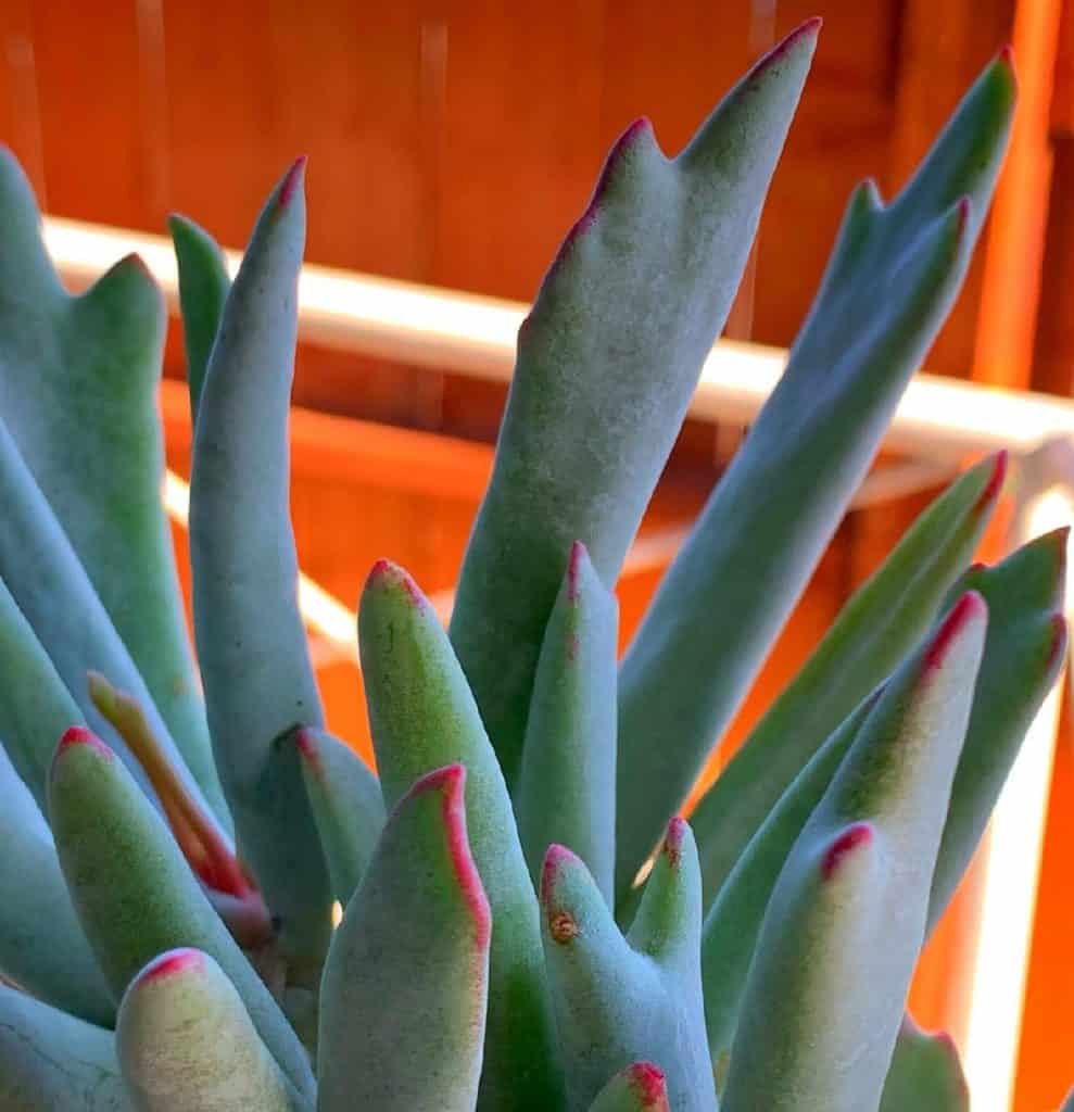 cotyledon orbiculata staghorn