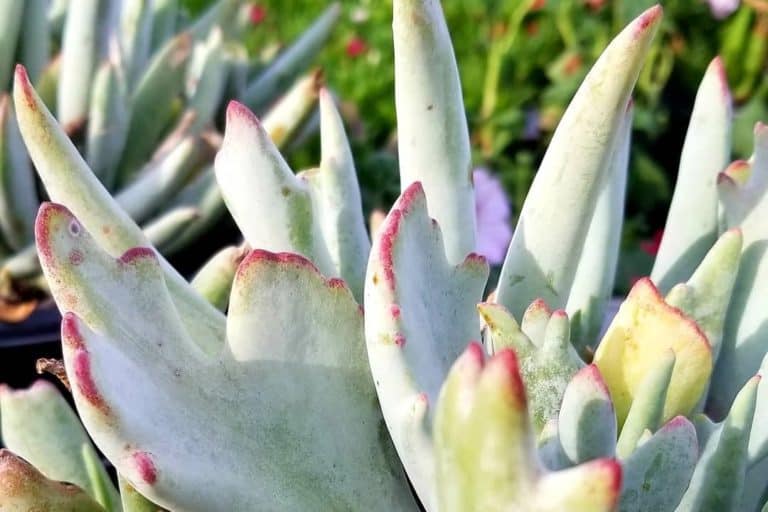 cotyledon orbiculata staghorn: care and propagation guide