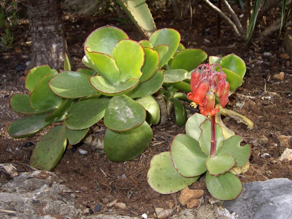 cotyledon macrantha