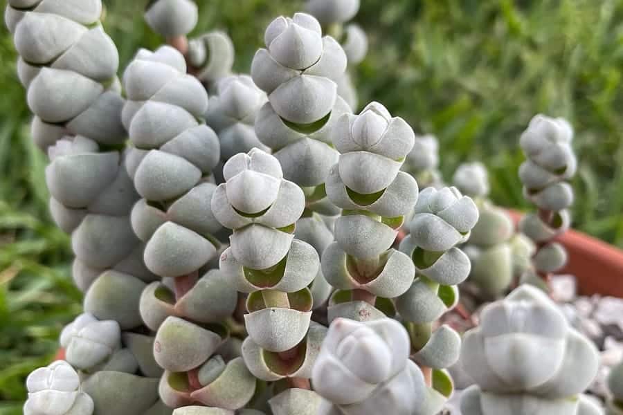 crassula plegmatoides