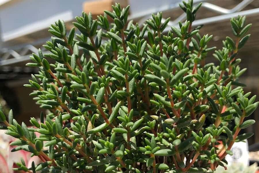 crassula pruinosa