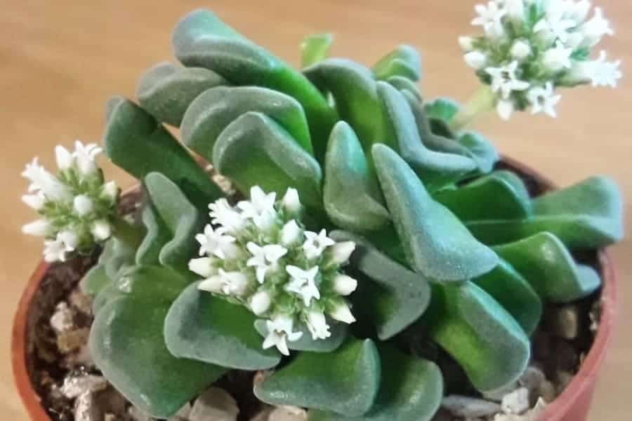 crassula susannae