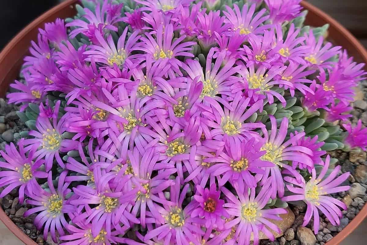 Delosperma sphalmanthoides: Characteristics and Care | Succulent Alley