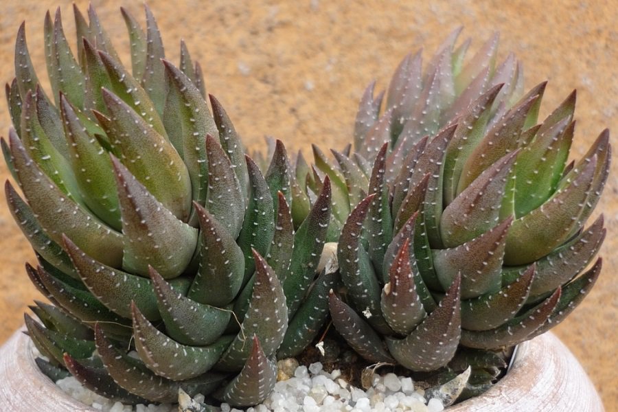 haworthia coarctata