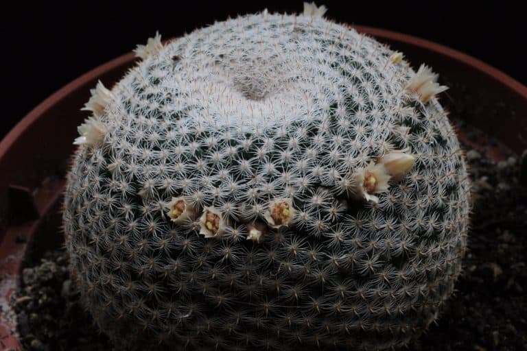 mammillaria microthele: care and propagation guide