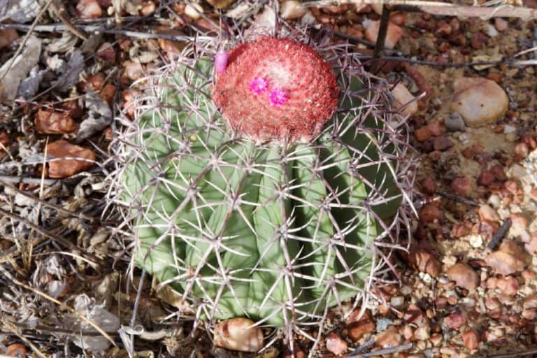 melocactus zehntneri: care and propagation guide