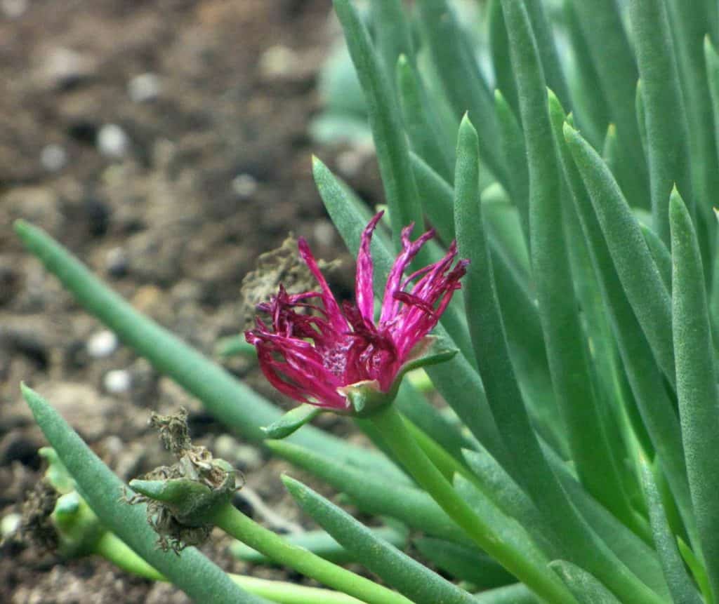 red spike ice plant