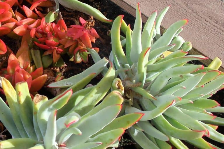 cotyledon long fingers: care and propagation guide