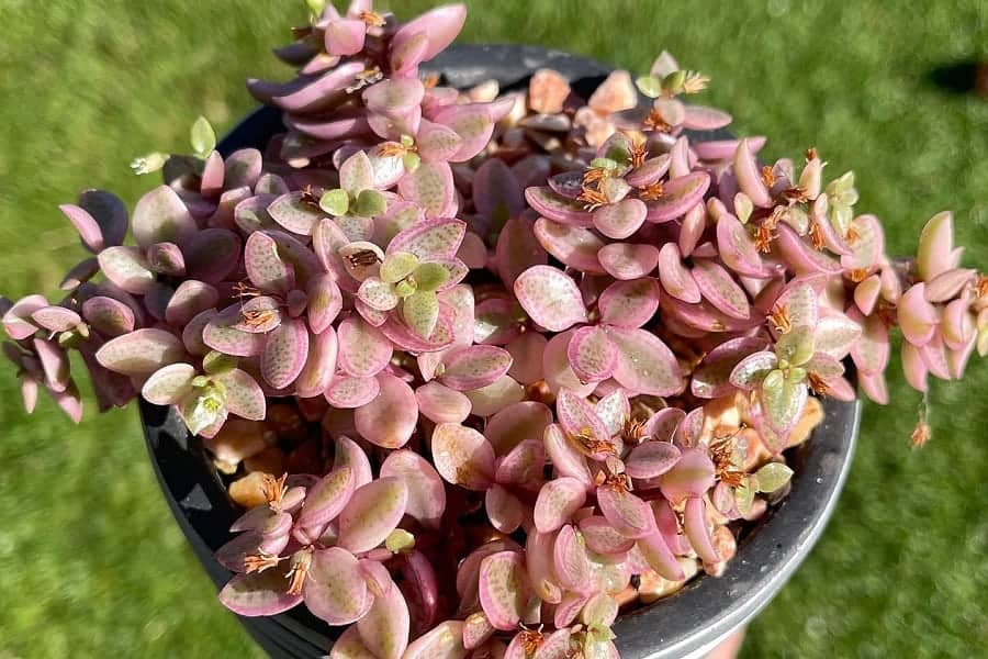 crassula volkensii