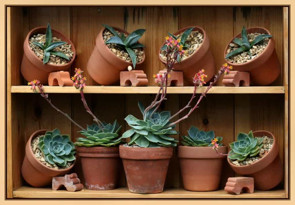 guide to succulents pests