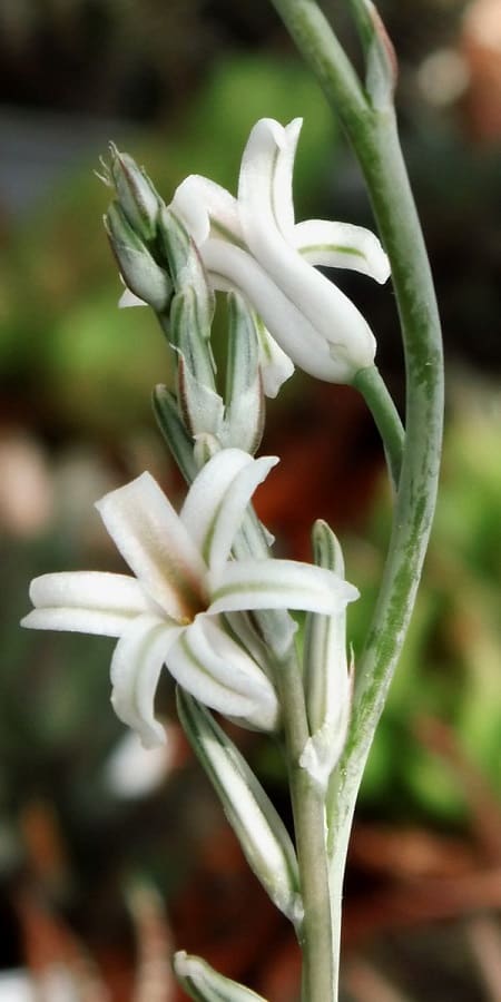 haworthia flowers