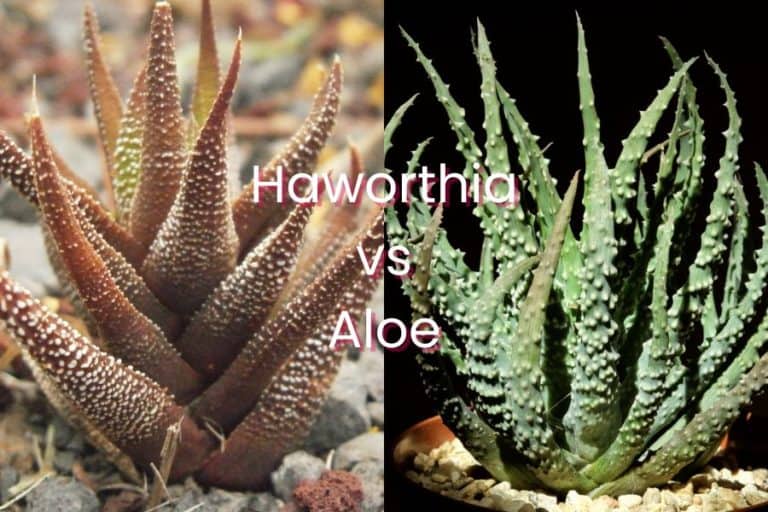 haworthia vs aloe: 3 interesting differences and similarities