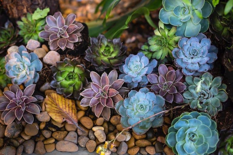 how to protect succulents from too much light