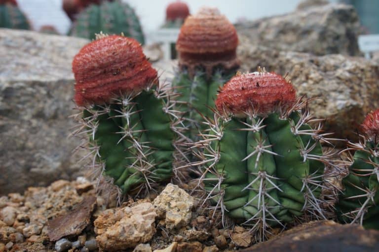 melocactus deinacanthus: care and propagation guide