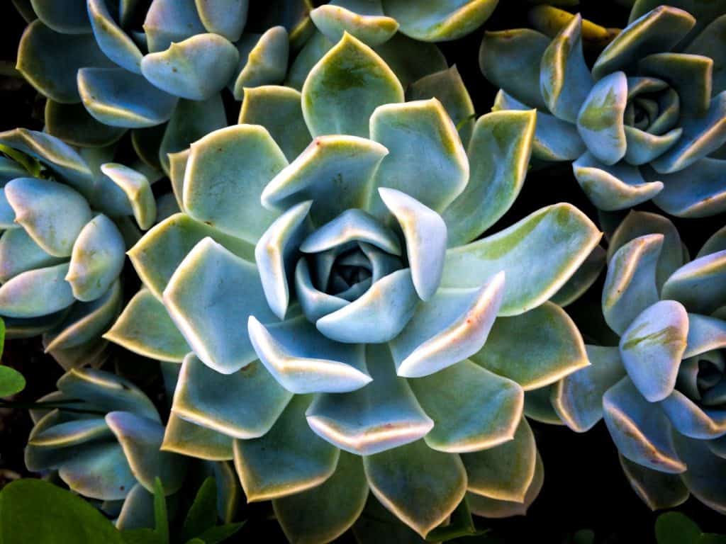 why excess light is harmful to succulents