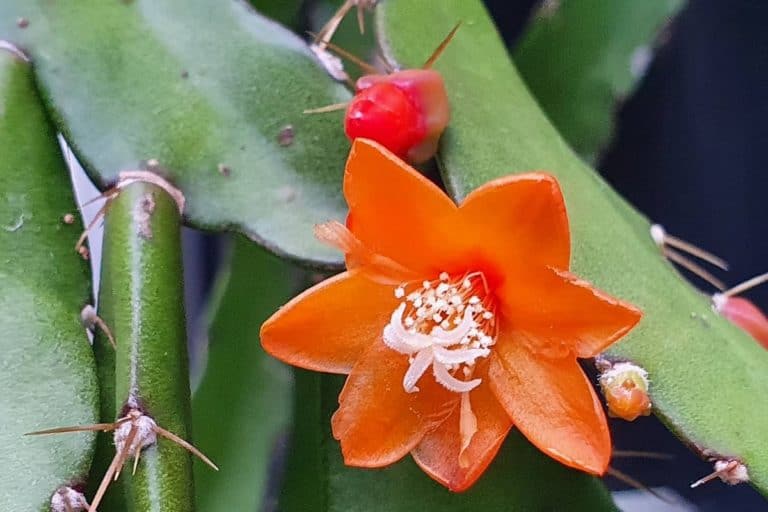 acanthorhipsalis monacantha: care and propagation guide