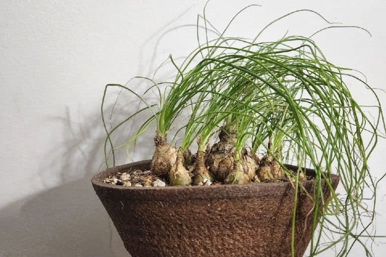 albuca augrabies hills: care and propagation guide