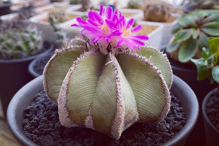 aztekium hintonii: care and propagation guide