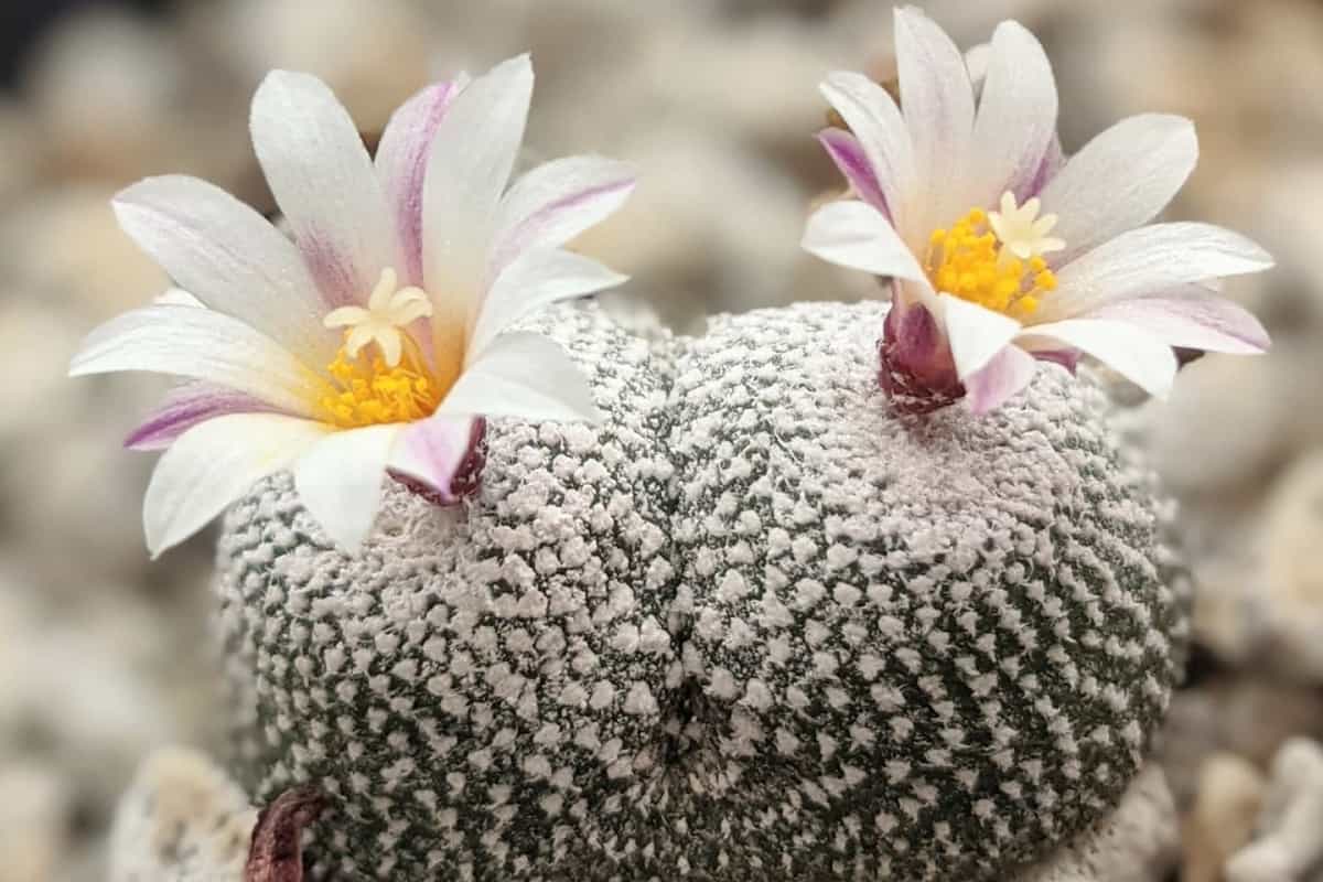 Blossfeldia Liliputana – Rare Miniature Cactus – 50 Seeds