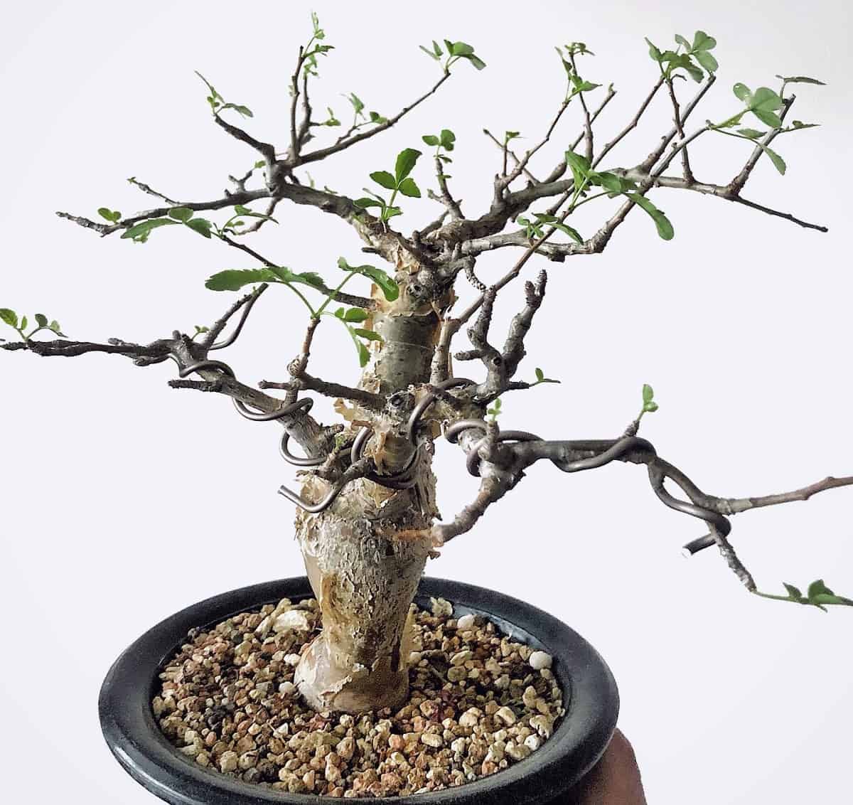 Bursera fagaroides 101: Everything to Know About This Stunning Plant ...