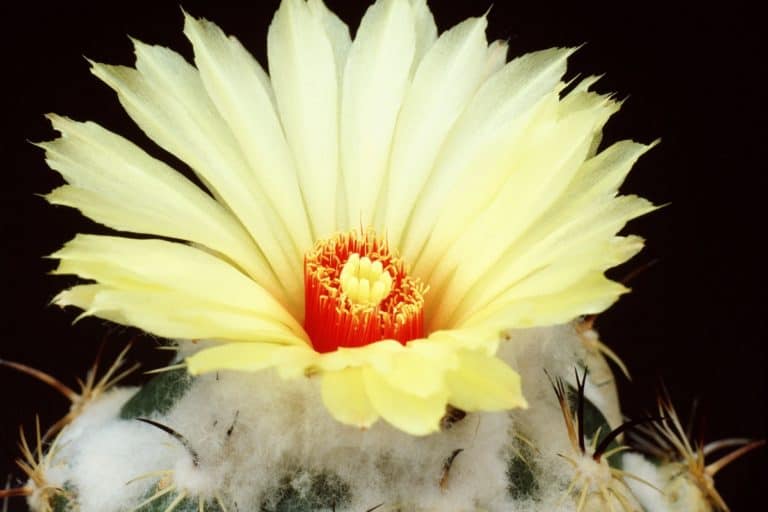 coryphantha calipensis: care and propagation guide