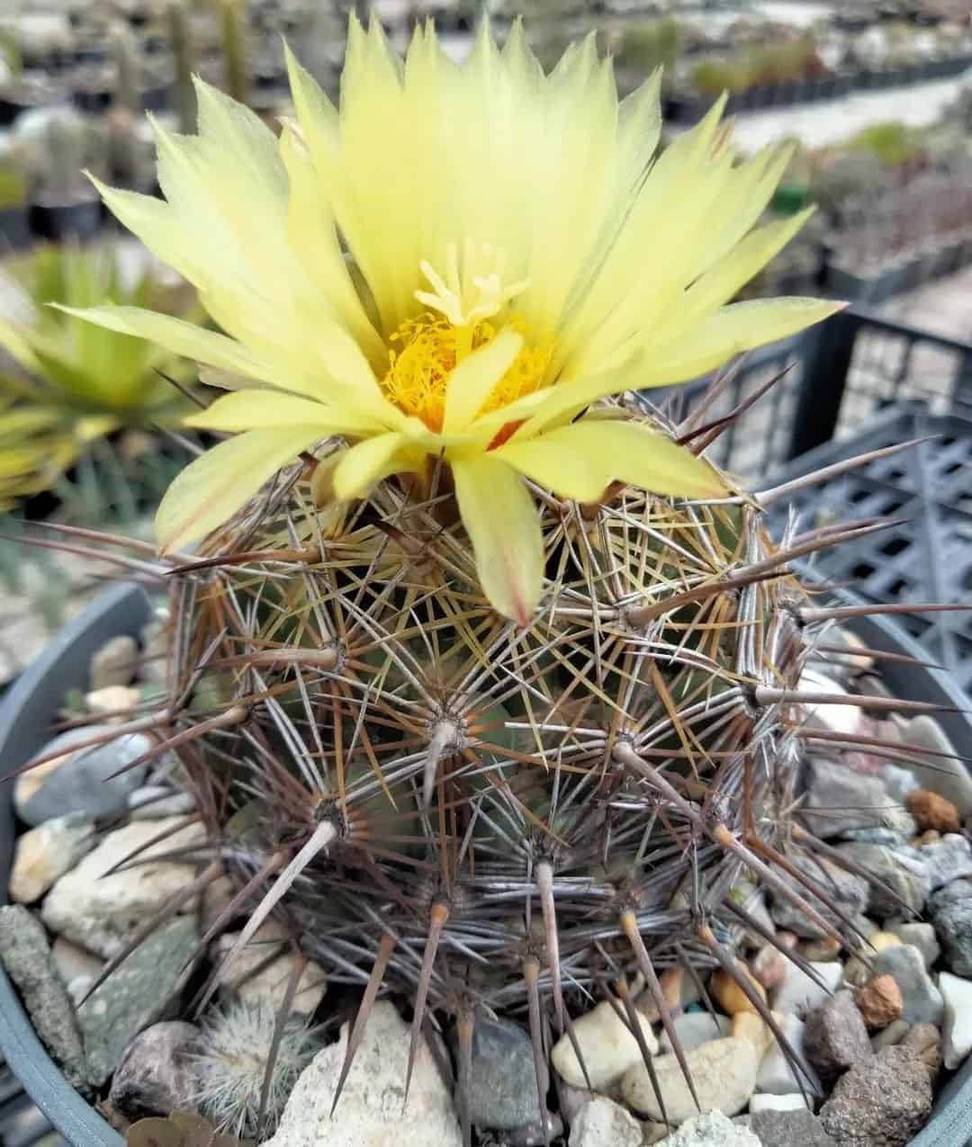 Coryphantha cornifera: The Rockstar Cactus with Major Attitude ...