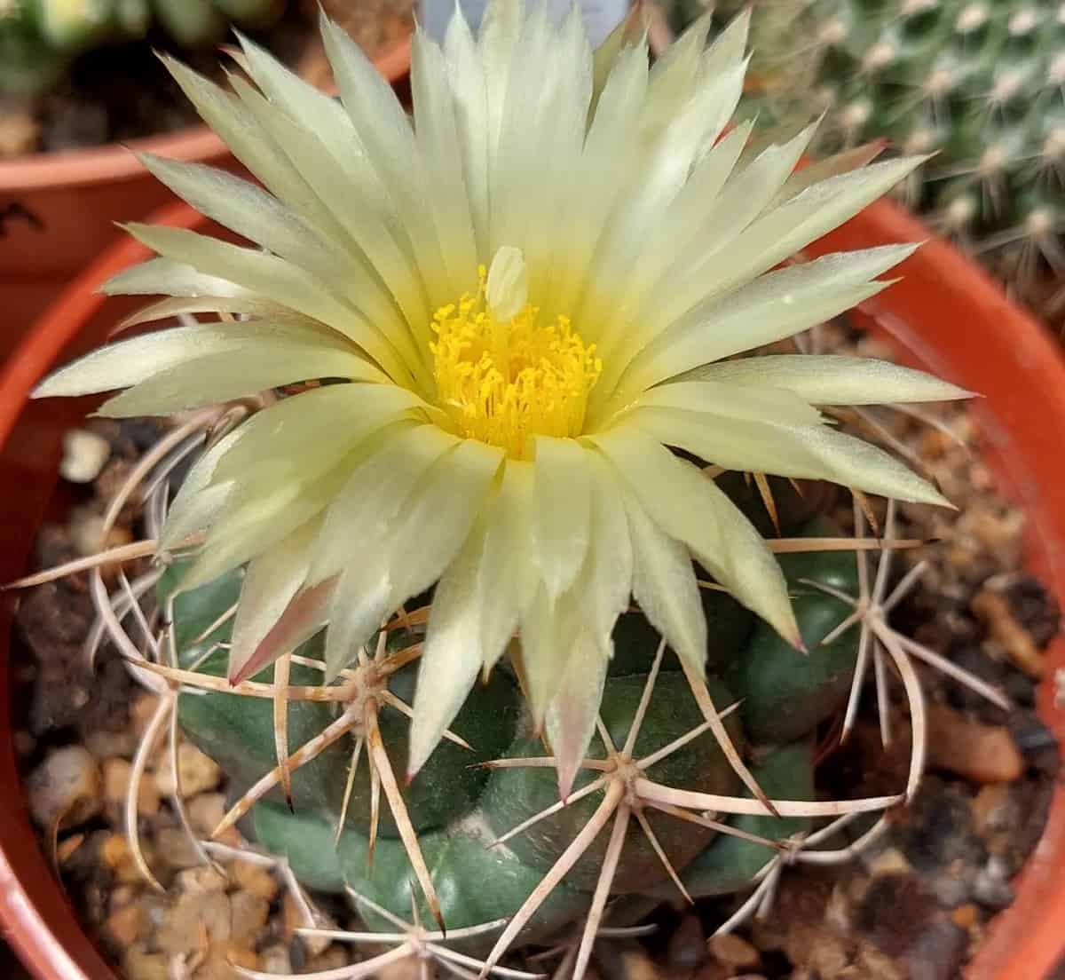 Coryphantha cornifera: The Rockstar Cactus with Major Attitude ...