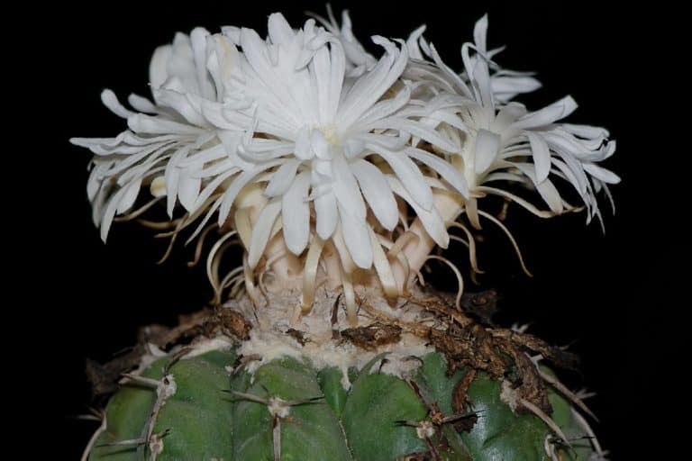 discocactus crystallophilus: care and propagation guide
